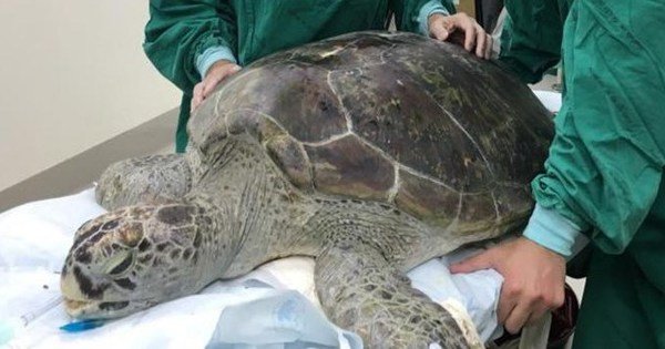 ‘Piggy Bank’ Turtle Which Had Swallowed 915 Coins Dies