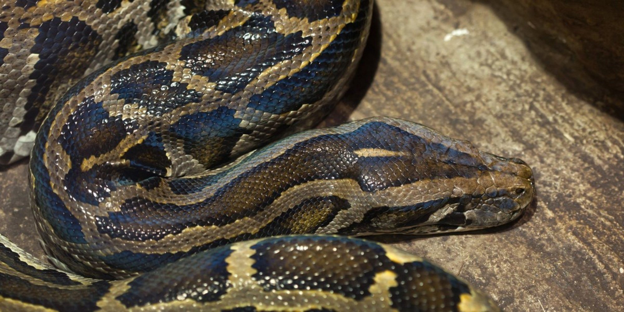 Missing Indonesian Man Found Inside The Belly Of Giant Python Outside ...