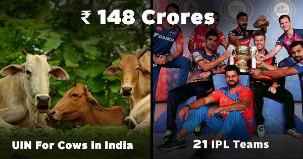 The govt might spend ₹148 cr for cow id numbers. Here’s what it can do with the money instead - scoopwhoop