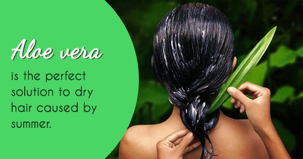 Here's Why You Need To Add Aloe Vera To Your Closet Of Home Remedies This  Summer