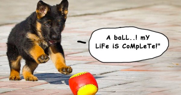 Honest quotes by doges that’ll make you go ‘who’s a good boy! ’ - scoopwhoop