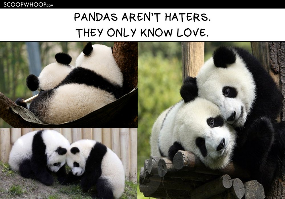 panda love meme