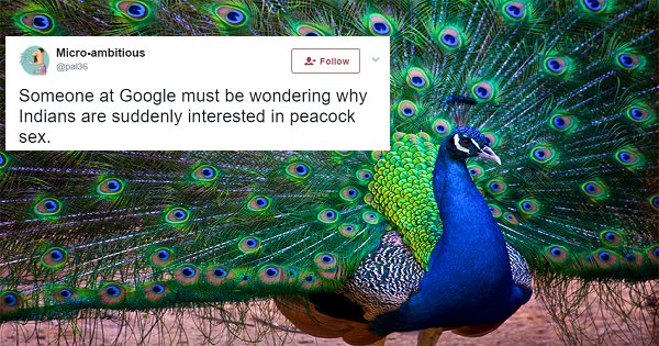 Rajasthan Judge Says Peacocks Don’t Have Sex And Twitter Explodes With Laughter Scoopwhoop