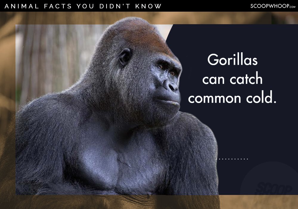 25 Random Facts About Random Animals For People Who Appreciate Random ...