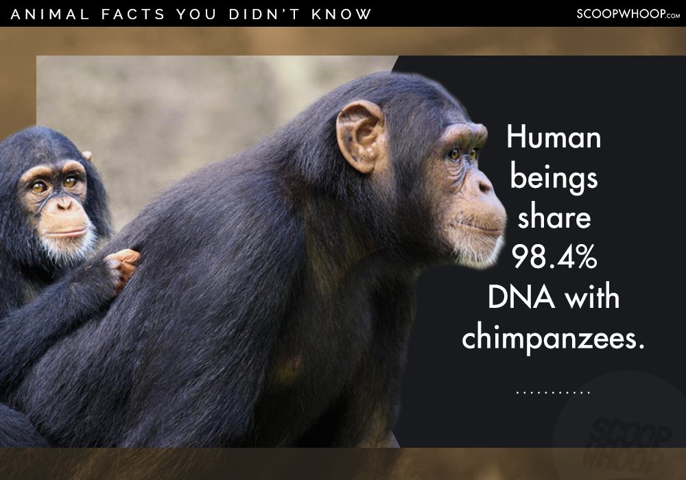 25 Random Facts About Random Animals For People Who Appreciate Random ...