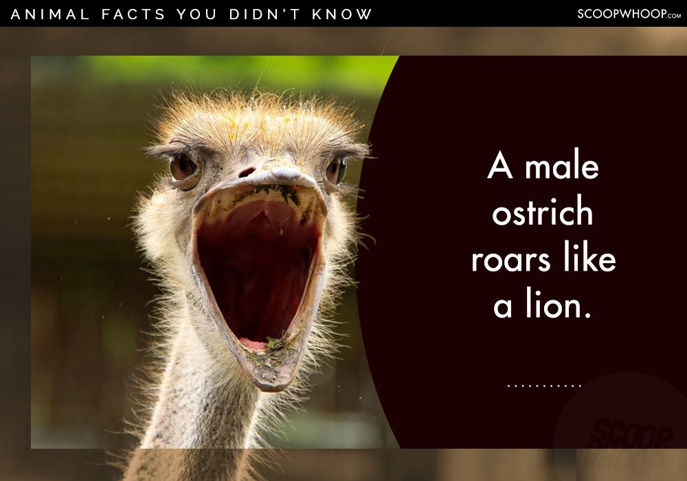 25 Random Facts About Random Animals For People Who Appreciate Random Things