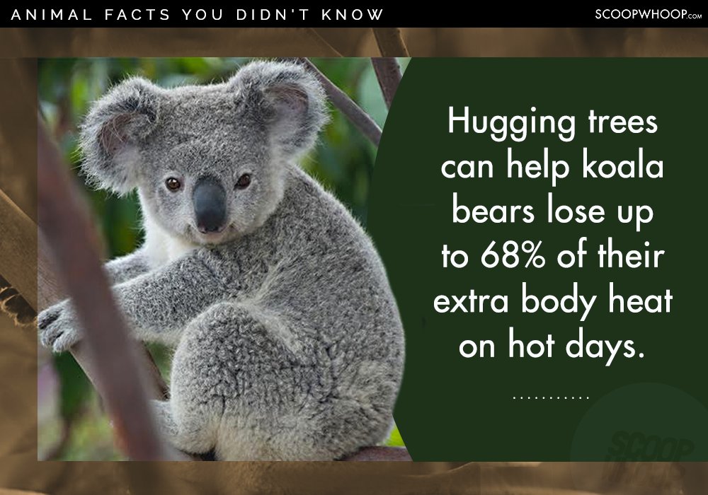 25 Random Facts About Random Animals For People Who Appreciate Random ...