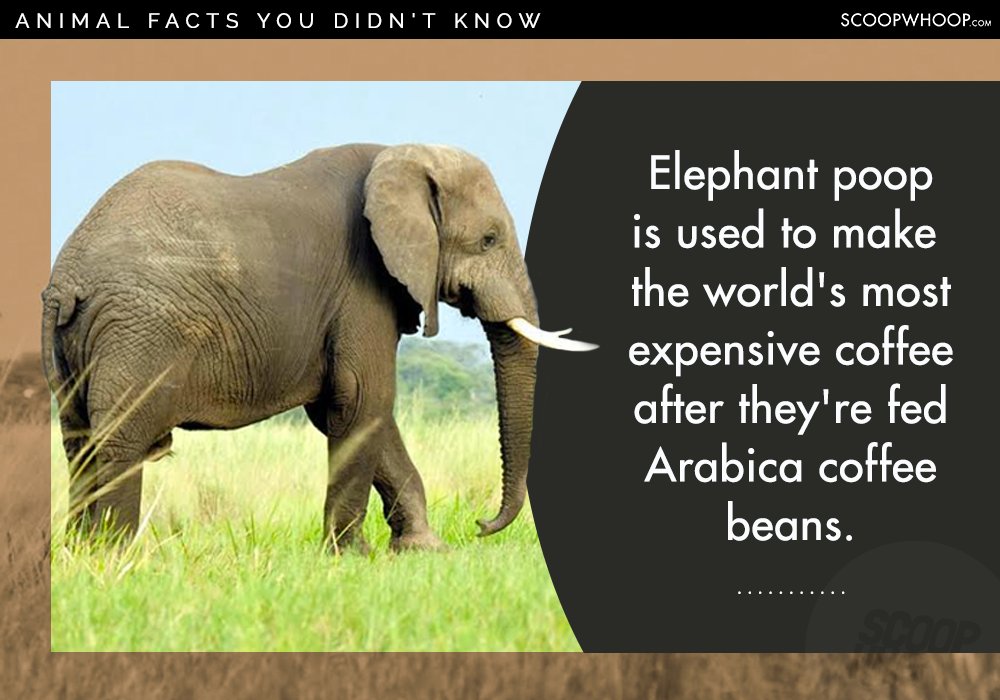 25 Random Facts About Random Animals For People Who Appreciate Random ...