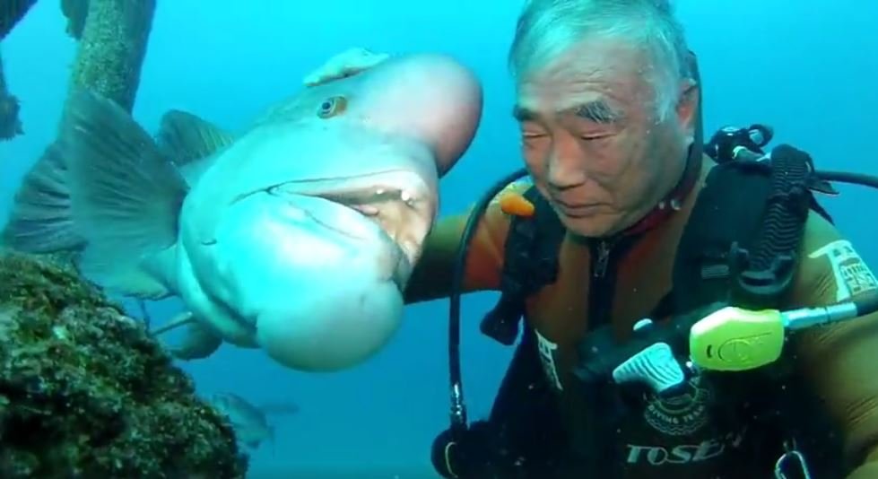 Meet The Japanese Diver Who's Been Friends With This Massive Fish For Over 25  Years