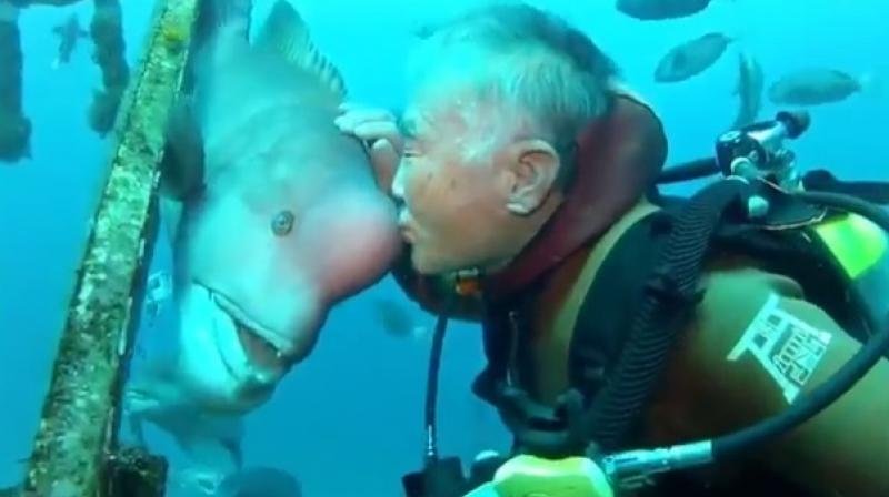 Meet The Japanese Diʋer Who's Been Friends With This Massiʋe Fish For Oʋer 25 Years