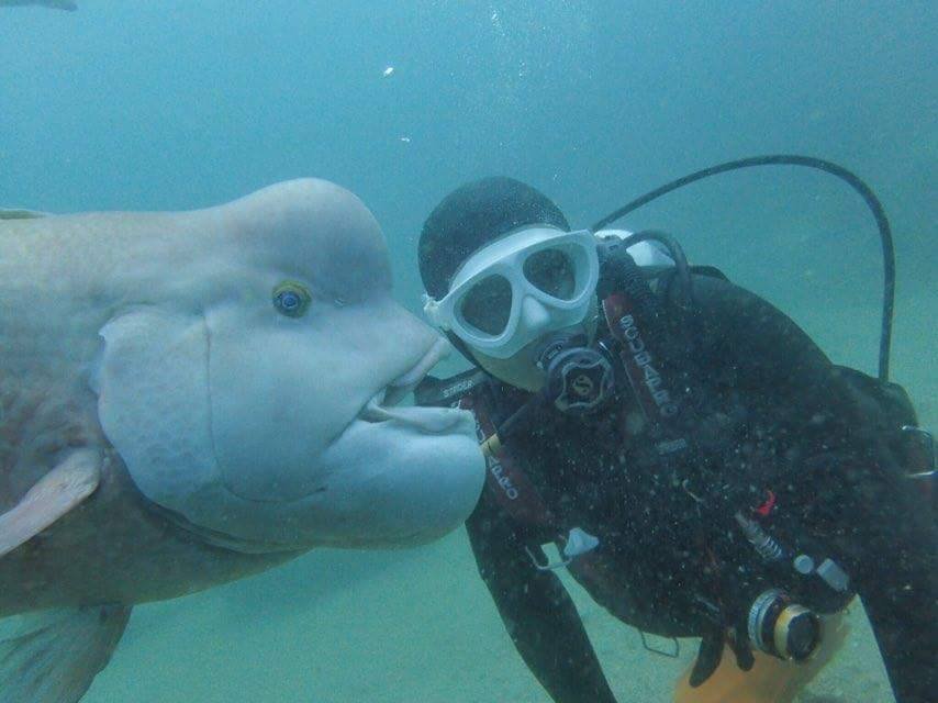 Meet The Japanese Diver Who's Been Friends With This Massive Fish For Over  25 Years