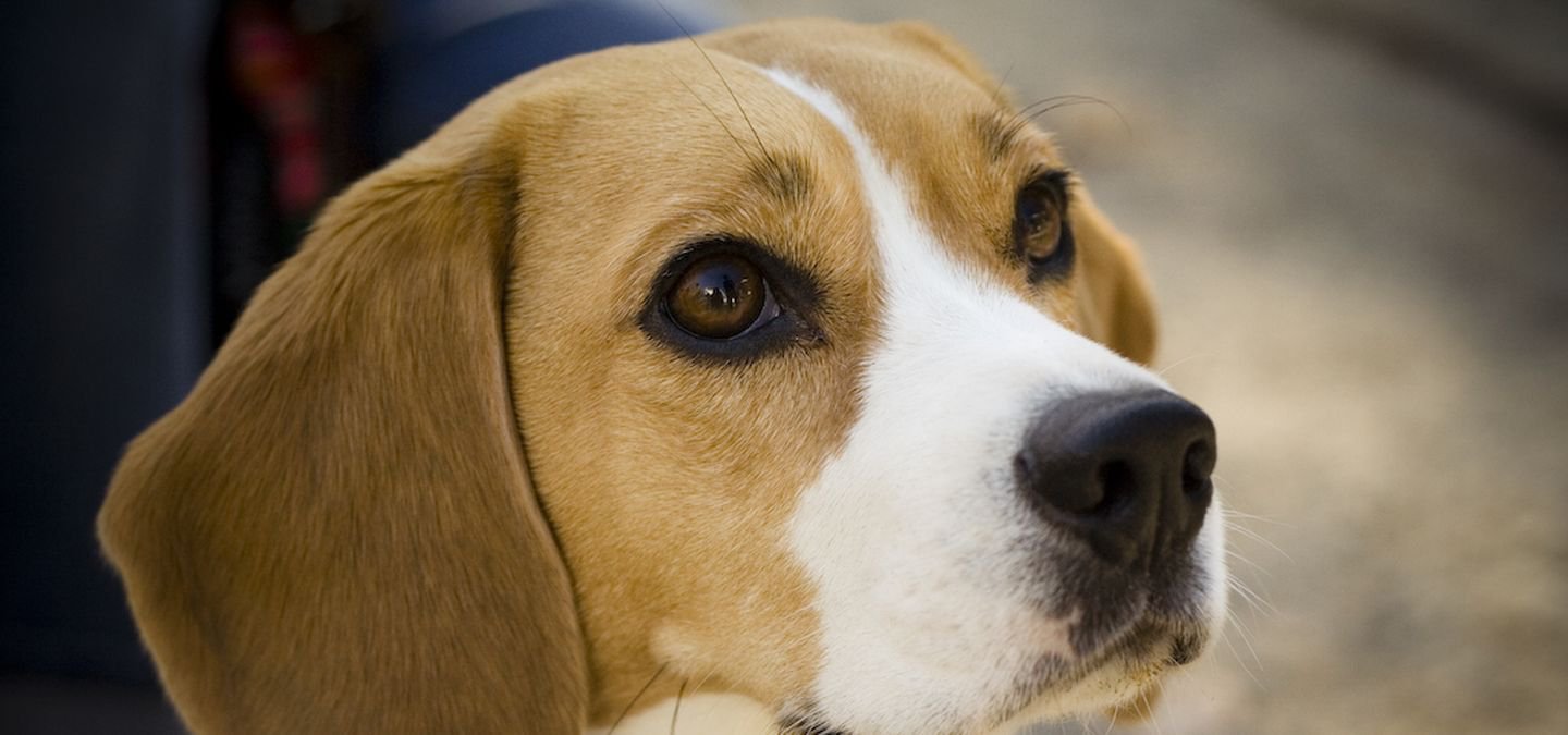 Beagles Are The Most Used Dogs For Animal Testing. The Reason Is Because They Trust Humans The Most ScoopWhoop