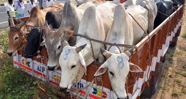 Armed smugglers are killing cattle owners across india. Here’s a list of cases - scoopwhoop