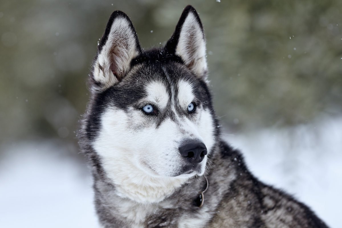 Peter Dinklage Asked GoT Fans Not To Buy Huskies Just Because They Look ...