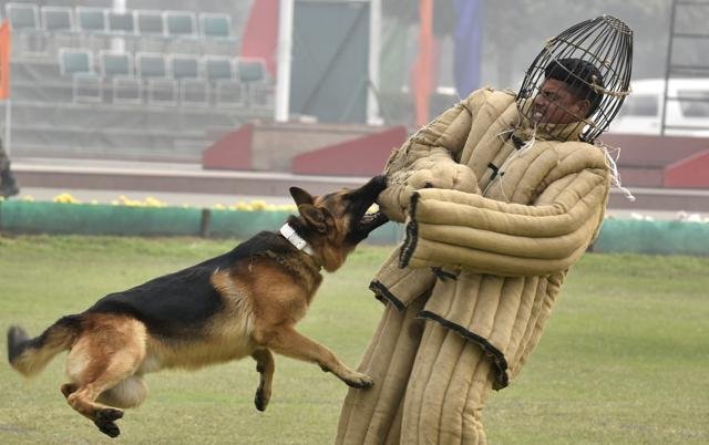 German shepherd indian sales army