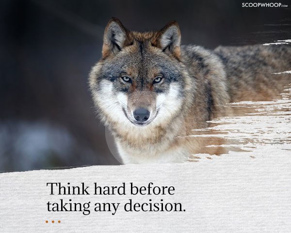 17 Important Life Lessons We Can All Learn From Animals