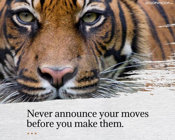 17 Important Life Lessons We Can All Learn From Animals