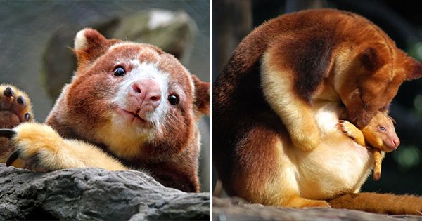 There’s Such A Thing As Tree Kangaroos & We Promise It’s The Cutest ...