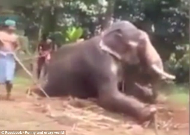 Video Captures Three Men Mercilessly Beating An Elephant To Let It Know Who  Is In Charge