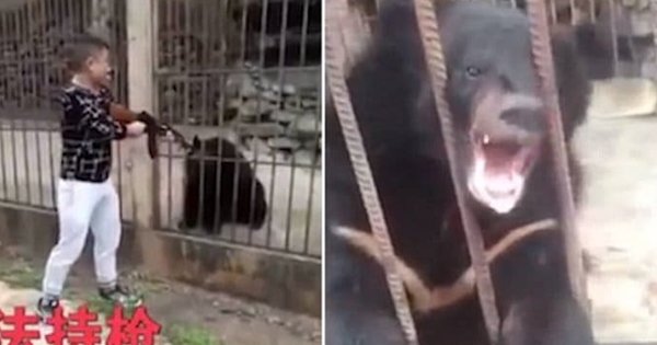 A Man Shot An Endangered Bear In A Myanmar Zoo With A Machine Gun Just ...