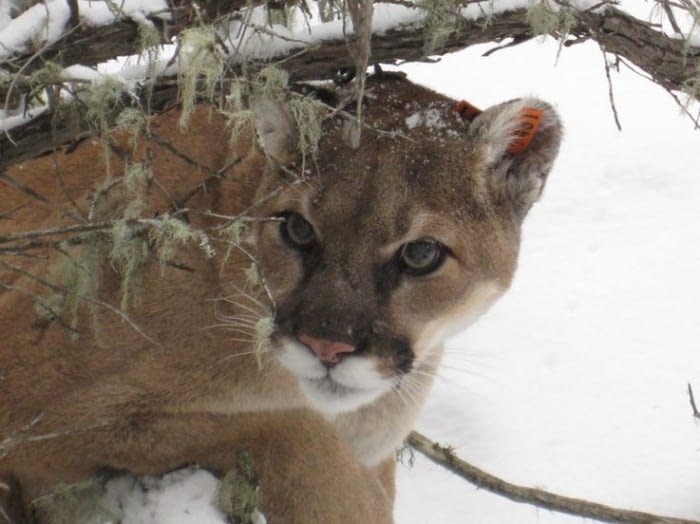 Another Beautiful Animal Lost, The Puma Is Officially Declared Extinct - ScoopWhoop