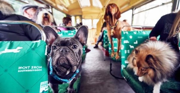 Karnataka Just Allowed Pets To Travel As Adult Passengers On Their