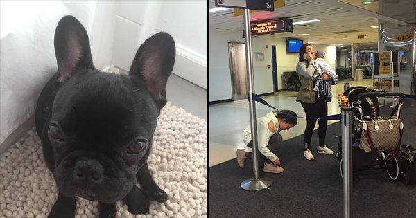 A Puppy Died After A Flight Attendant Forced The Owner To Put It In The ...