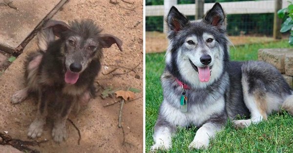 15 Before & After Photos Of Adopted Doggos That Show How Love Can Transform A Broken Soul - ScoopWhoop