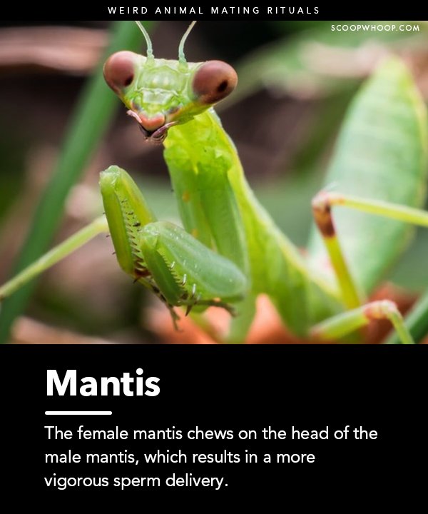18 Weird Animal Mating Rituals That Give A Whole New Meaning To Wild Sex
