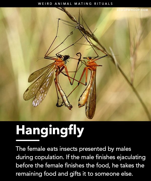 18 Weird Animal Mating Rituals That Give A Whole New Meaning To Wild Sex
