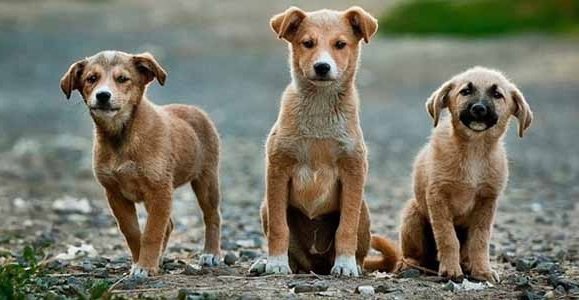 10 Animal Protection Laws In India That Will Help You Give A Voice To The  Voiceless