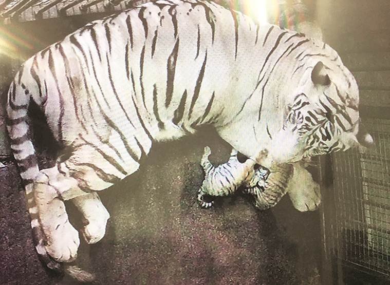 2 white tiger cubs presented to public in Delhi zoo - EFE Noticias