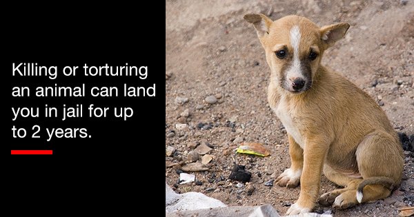 10 Animal Protection Laws In India That Will Help You Give A Voice To The  Voiceless