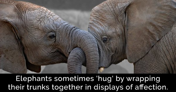 20 Fascinating Facts You Didnt Know About Elephants One Of The Most Intelligent Mammals On