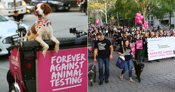  Million People Sign A Petition Against Animal Testing For Cosmetics.  World, Are You Listening?