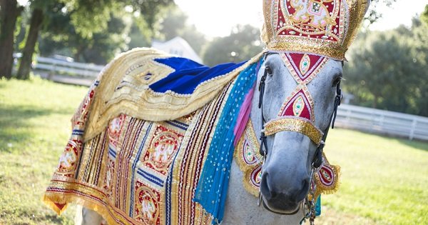 Tortured, Overworked & Left For Dead. We Need To Stop (Ab)Using Animals In Our Weddings Tortured, Overworked & Left For Dead. We Need To Stop (Ab)Using Animals In Our Weddings