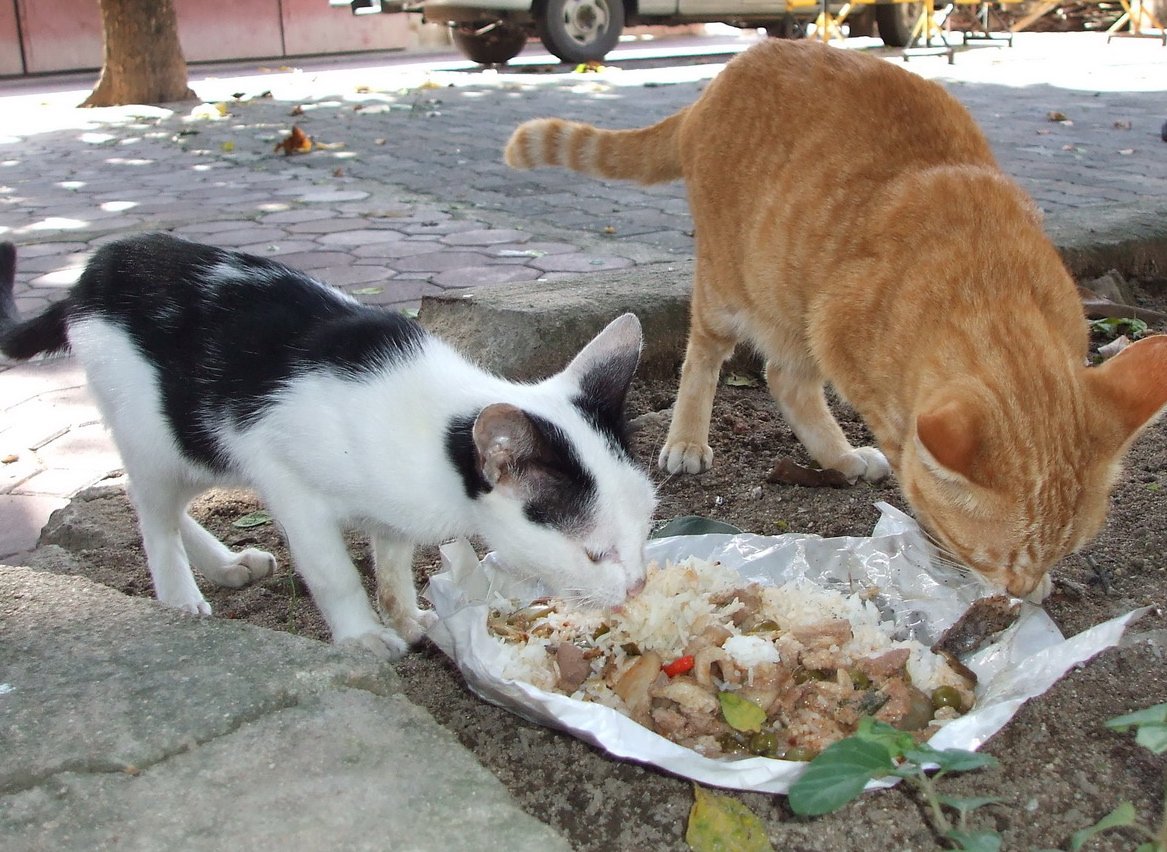 What can you outlet feed a stray cat