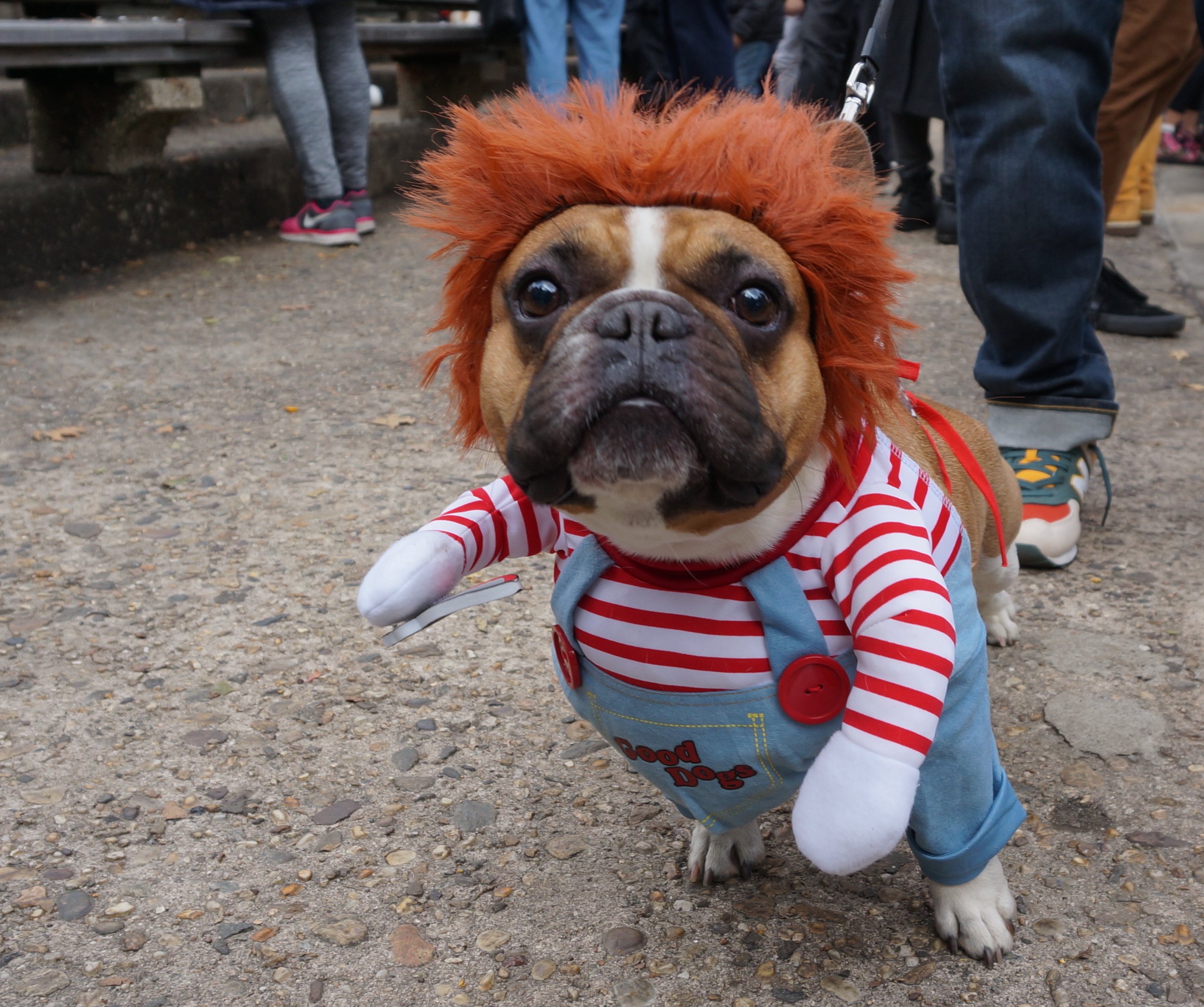 These 25 Adorbable Doggos Dressed Up For Halloween Will Give You A Scare - ScoopWhoop