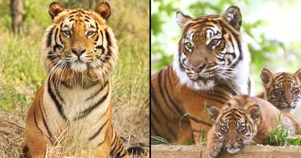 Labeled As A ‘Man-Eater’ & Given A Death Sentence, ‘Let Avni Live ...