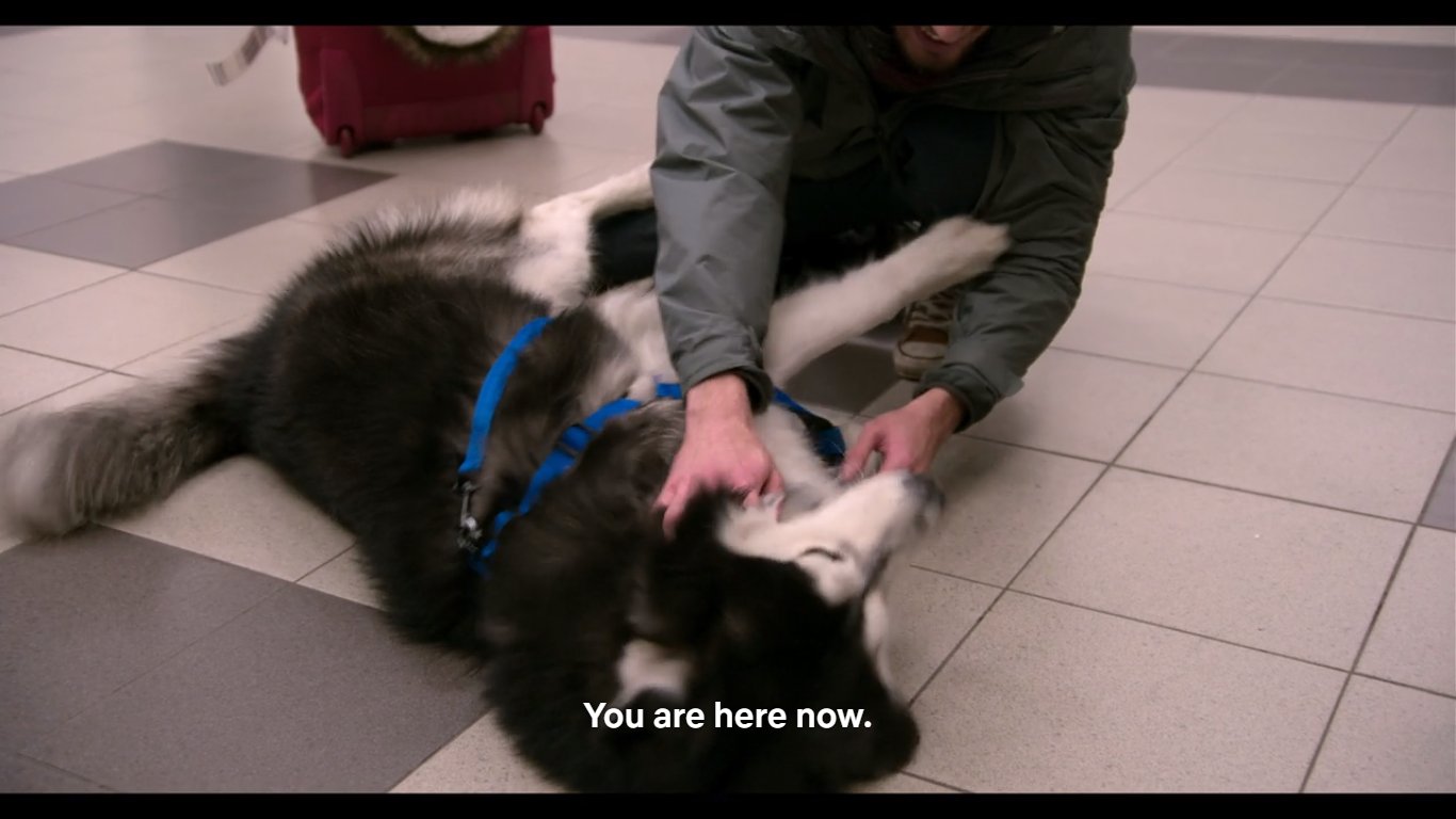 Netflix best sale dogs zeus