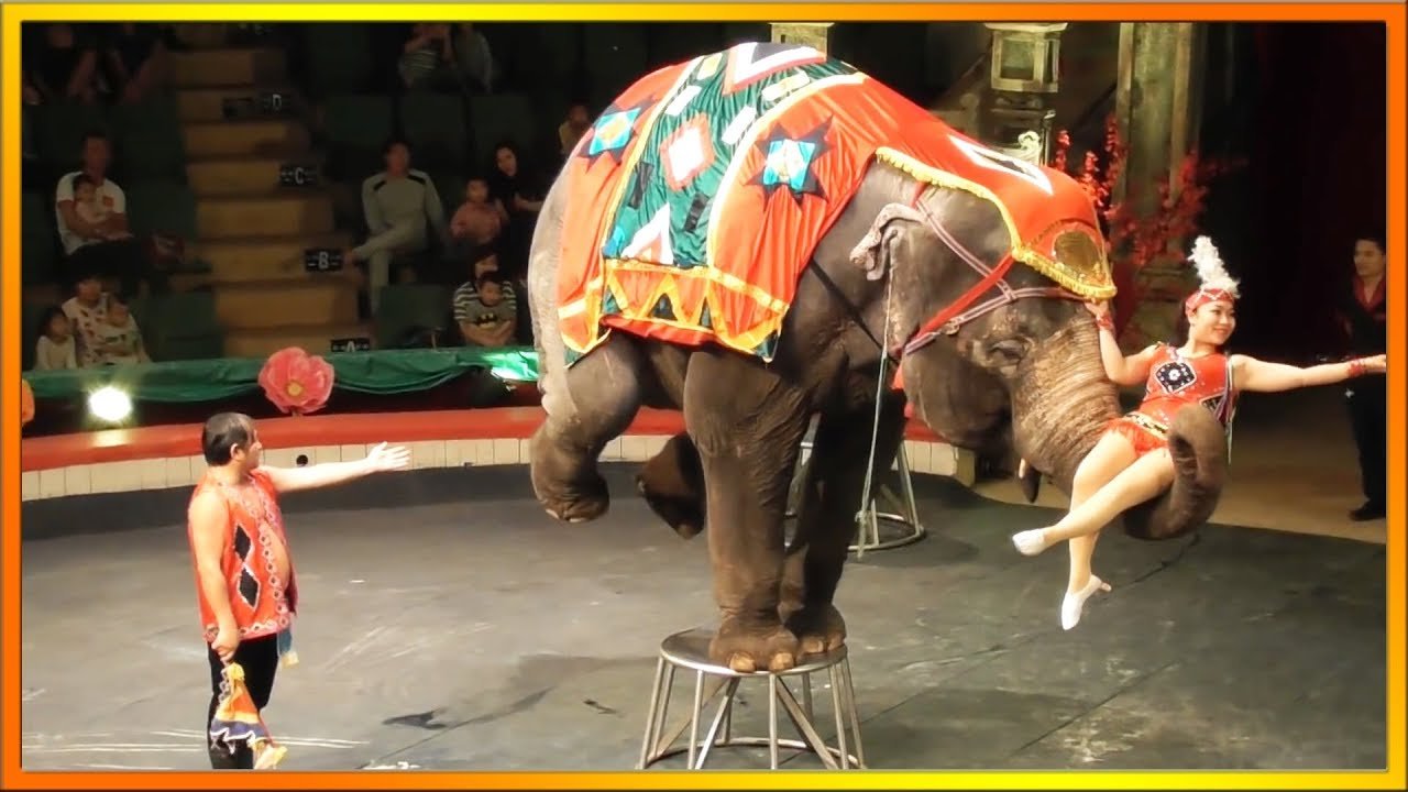 Use Of All Animals In Circuses May Soon Be Banned In India