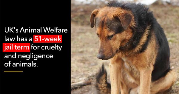 8 Countries With The Strictest Animal Welfare Laws In The World That India  Can Take Cues From