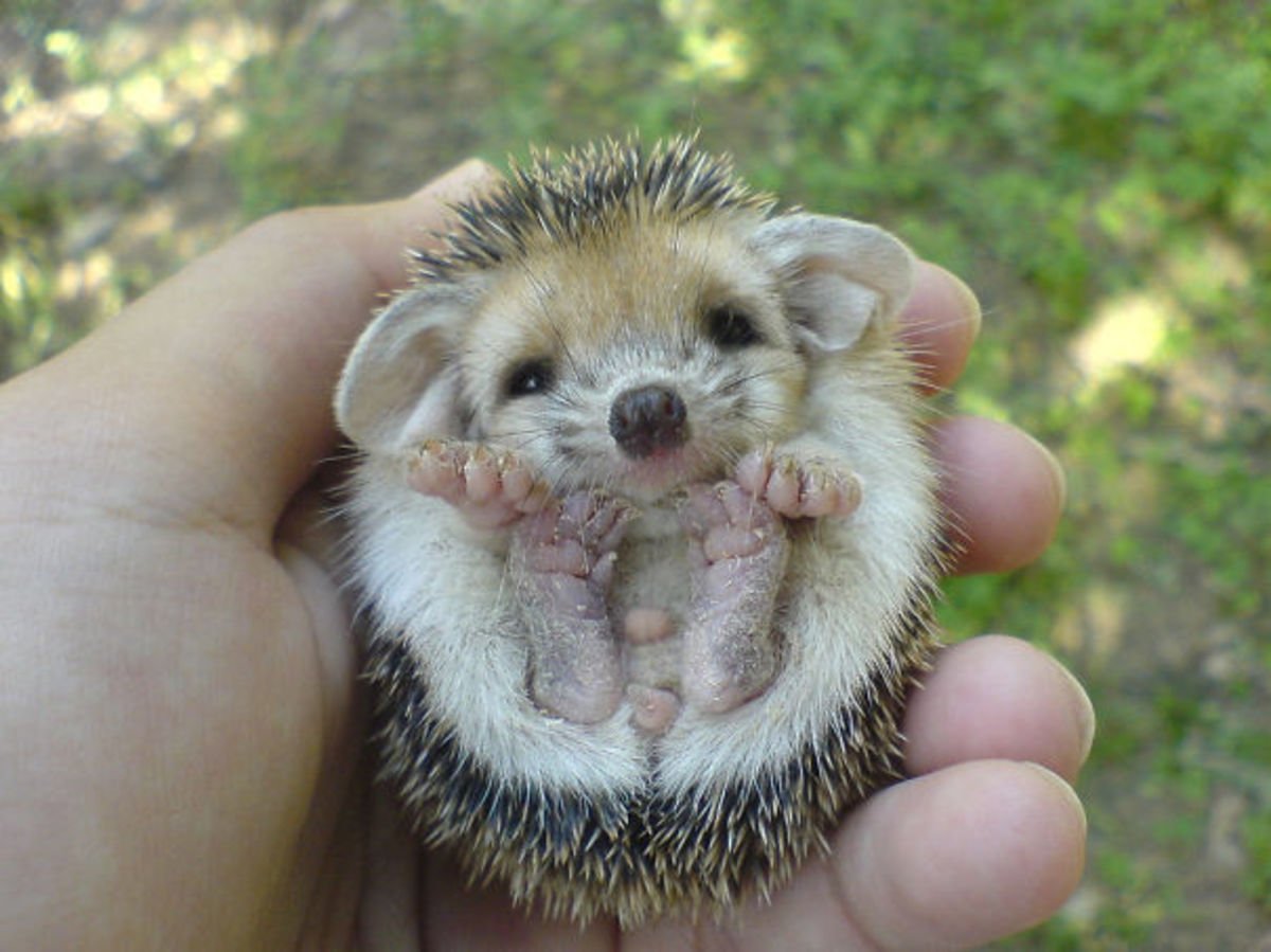 25 Unbearably Cute Small Animals To Soothe Your Hardened Soul