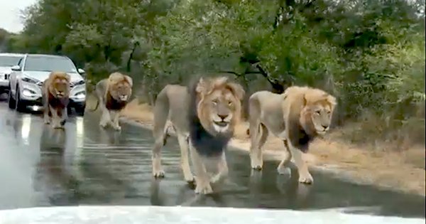 Four Lions Took A Stroll On The Streets In South Africa Stopping ...