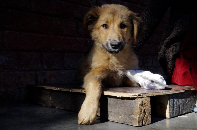 This Animal Shelter In Dharamshala Is An Ode To The Friendship Between ...