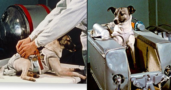The Tragic Story Of Laika, The First Dog In Space Who Was Sent On A One-Way  Trip To Die Alone
