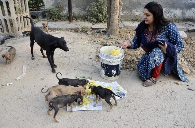 9 Laws To Protect Stray Animals | Legal & Illegal Activities Towards Stray  Animals