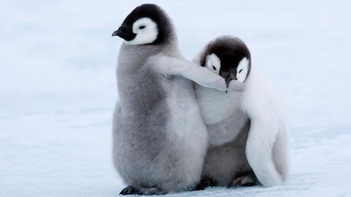 Adorable Photos Of Baby Penguins