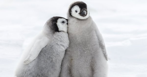 Adorable Photos Of Baby Penguins