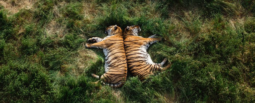 Bengal Tigers May Lose a Vital Habitat by 2070, Smart News